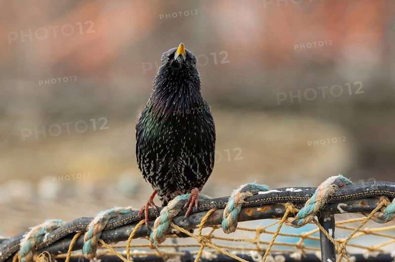 Common starling (Sturnus vulgaris) adult bird singing on fishing nets in a harbour in winter, England, United Kingdom