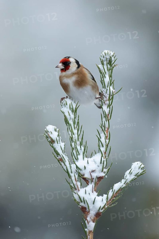 European goldfinch (Carduelis carduelis) adult garden bird on a snow covered Christmas spruce tree in winter, England, United Kingdom