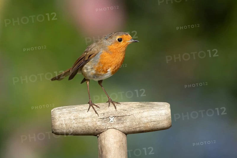 European Robin (Erithacus rubecula) adult garden bird on a fork handle in spring, England, United Kingdom