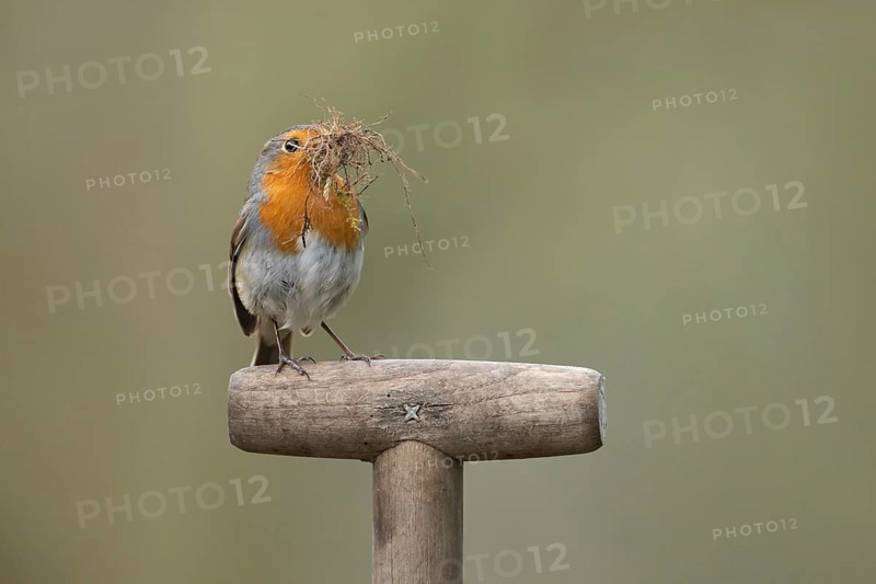 European Robin (Erithacus rubecula) adult garden bird on a fork handle with nesting material in its beak in spring, England, United Kingdom