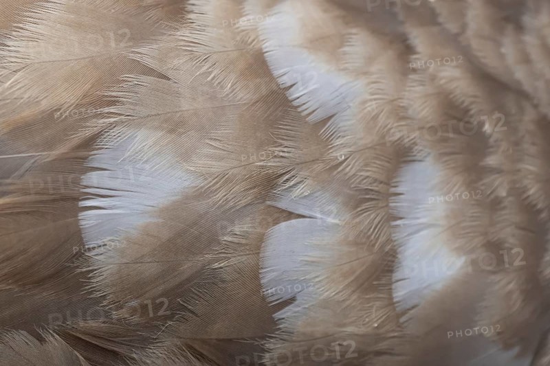 Mute swan (Cygnus olor) juvenile young cygnet bird close up of the detail of its wing feathers, England, United Kingdom