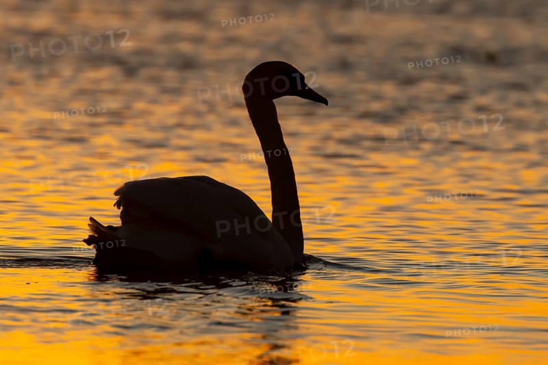 Mute swan (Cygnus olor) silhouette of an adult bird on a lake at sunset, England, United Kingdom