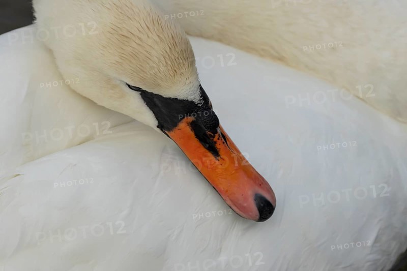 Mute swan (Cygnus olor) adult bird resting its head on its wing, England, United Kingdom