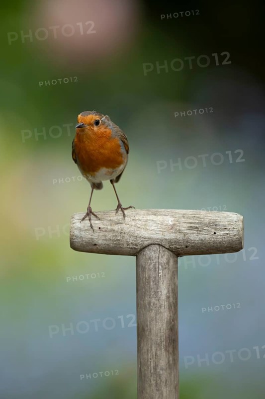 European Robin (Erithacus rubecula) adult garden bird on a fork handle in spring, England, United Kingdom