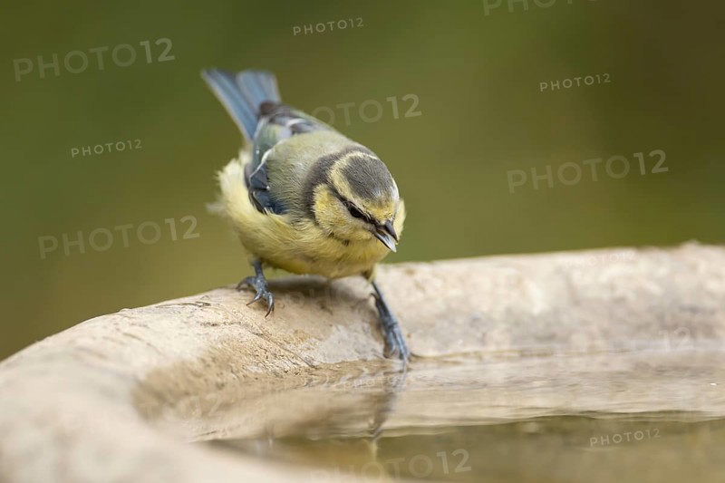 Blue tit (Cyanistes caeruleus) adult garden bird on a bird bath in summer, England, United Kingdom