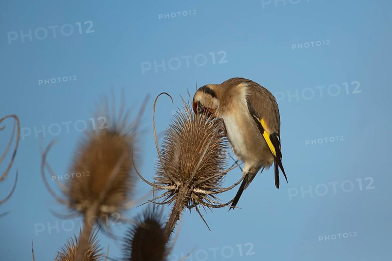 European goldfinch (Carduelis carduelis) adult garden bird feeding on a Teasel seedhead in winter, England, United Kingdom