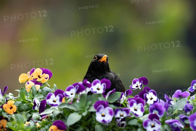 Eurasian blackbird (Turdus merula) adult male garden bird on a flower pot with Pansy and Viola flowers in spring, England, United Kingdom