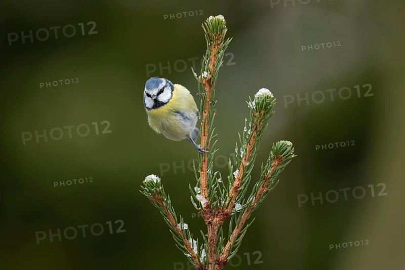 Blue tit (Cyanistes caeruleus) adult garden bird on a Christmas spruce tree in winter, England, United Kingdom