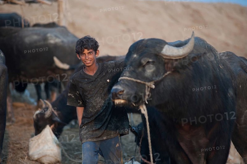 Basra, Iraq. November 3rd 2018 A young Iraqi buffalo farmer with his herd in the marshes of southern Iraq, the buffalo are underweight due to drought caused by climate change, Middle East