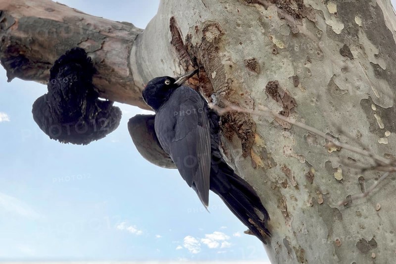 Black woodpecker on a tree in a park. Krasnodar. Russia
