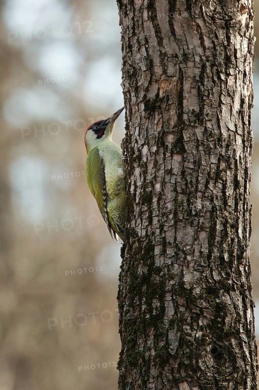 Green woodpecker on a tree in a park. Krasnodar. Russia