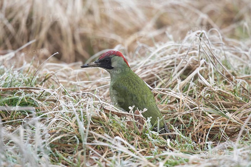 Green woodpecker in the winter grass. Krasnodar. Russia