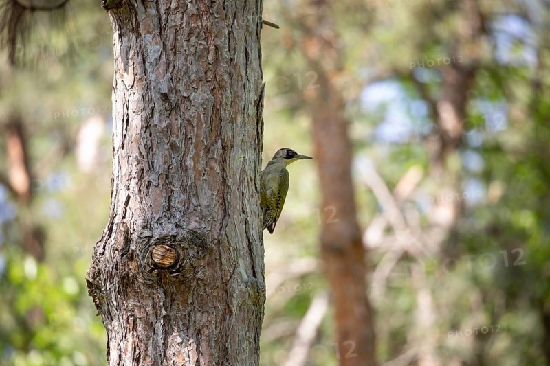 Green woodpecker on a tree in a park. Krasnodar. Russia
