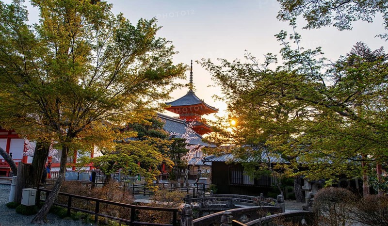 Sanjunoto Pagoda, blossoming cherry tree and trees in a garden in spring, Kiyomizu-dera temple, atmospheric evening light, Buddhist temple complex, Higashiyama, Kyoto