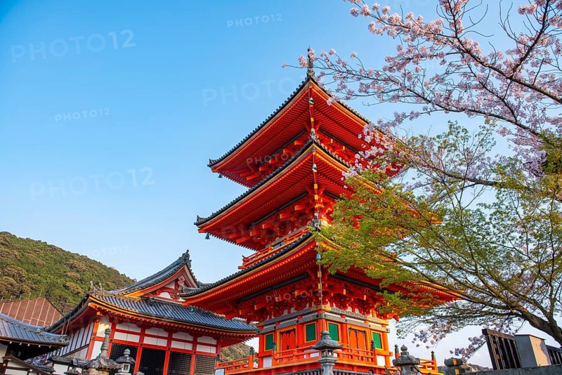 Sanjunoto Pagoda and Kyodo Hall in the evening light, cherry blossom, Kiyomizu-dera Temple, in the evening light, Buddhist temple complex, Higashiyama, Kyoto