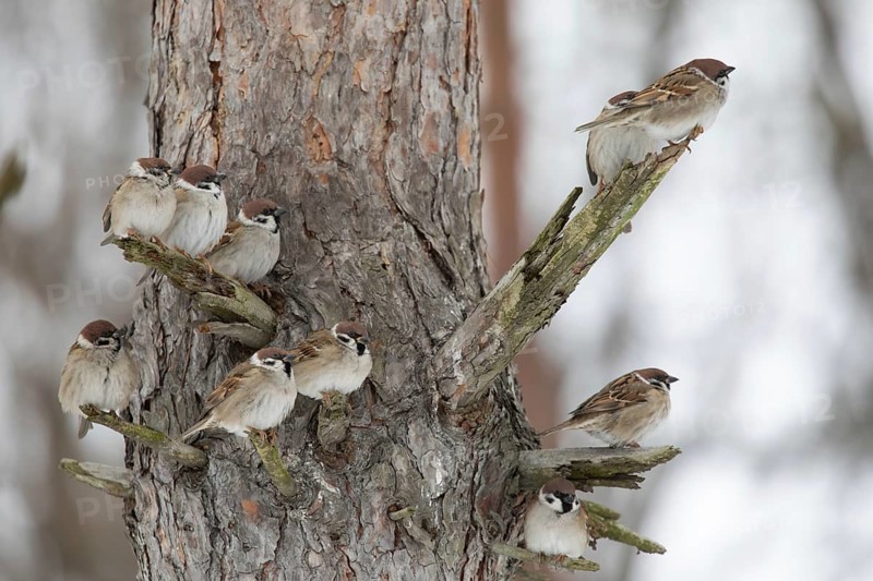 Sparrows on a branch in winter park. Krasnodar. Russia