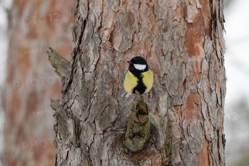 Paridae in a park. Krasnodar, Russia