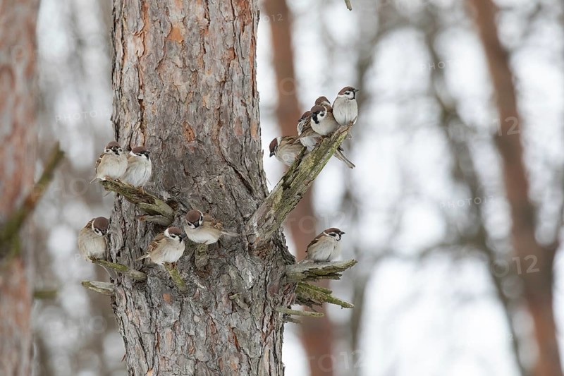 Sparrows on a branch in winter park> Krasnodar. Russia