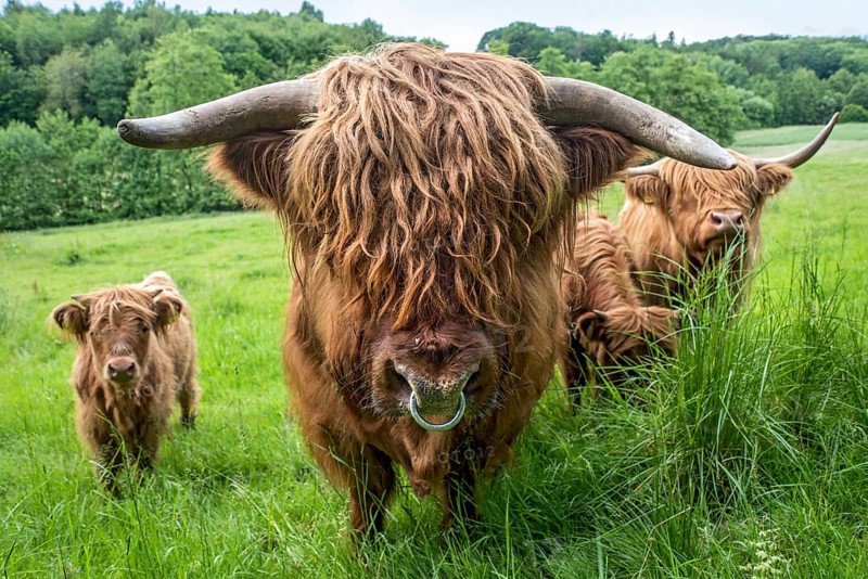 Highland cattle, Highland Cattle or Kyloe (Bos primigenius f. taurus), bull with nose ring, shaggy coat, covered eyes, calves, cow, herd grazing on pasture, high lush grass, Nidda, Wetterau, Hesse, Germany