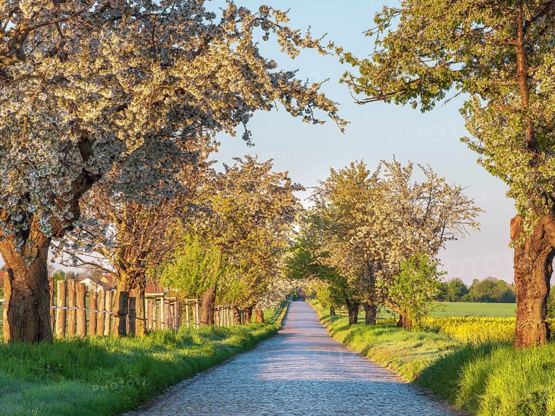 Country road with cobblestones through green fields lined with blooming cherry trees in the morning light, Allee near Querfurt, Saxony-Anhalt, Germany