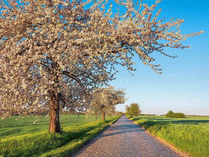 Country road with cobblestones through green fields lined with blooming cherry trees in the morning light, near Querfurt, Saxony-Anhalt, Germany