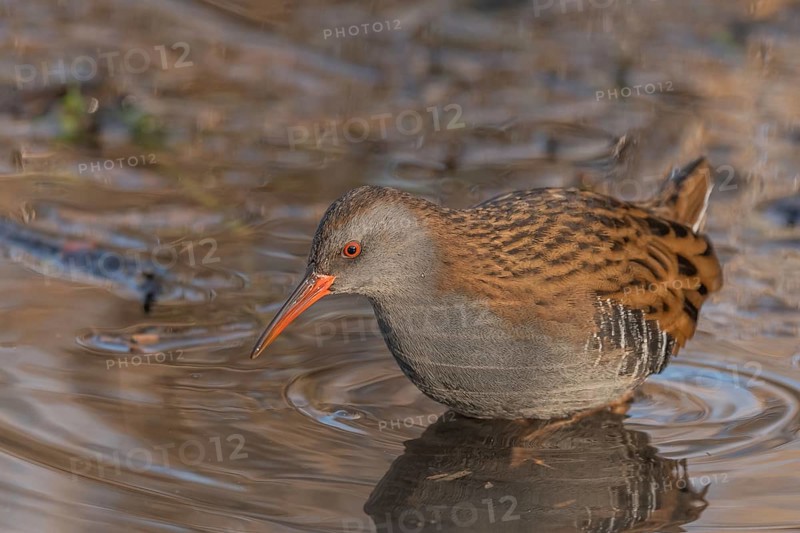 Water Rail (Rallus aquaticus) runs along a branch at the edge of the water in the moor. The sun clears the landscape and birds search for food. Bas Rhin, Alsace, France