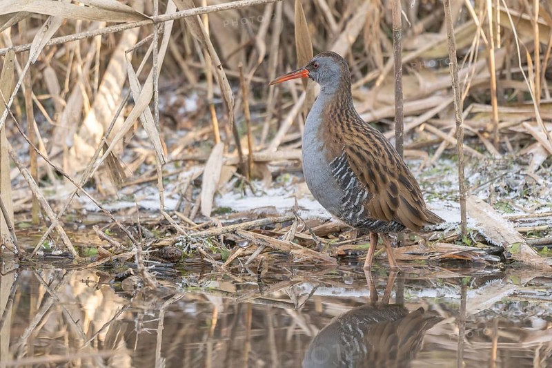 Water rail (Rallus aquaticus) walks along a branch at the water's edge in the moor. The sun clears the landscape and birds search for food. Bas Rhin, Alsace, France