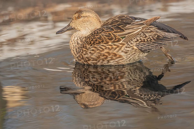 Female Duck Eurasian Tealswim (Anas crecca) sits on the water and observes her surroundings. The reflection of her body is visible on the surface of the water. It is cold and the day is getting dark. Bas Rhin, Alsace, France