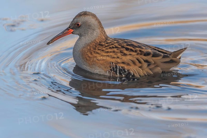 Water Rail (Rallus aquaticus) runs along the water's edge in a moor. The sun illuminates the landscape and birds search for food. Bas Rhin, Alsace, France