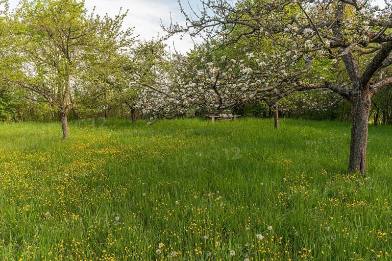 Fruit trees are in an orchard in France in spring. White flowers bloom while green grasses grow all around. A nice day starts here. Bas Rhin, Alsace, France