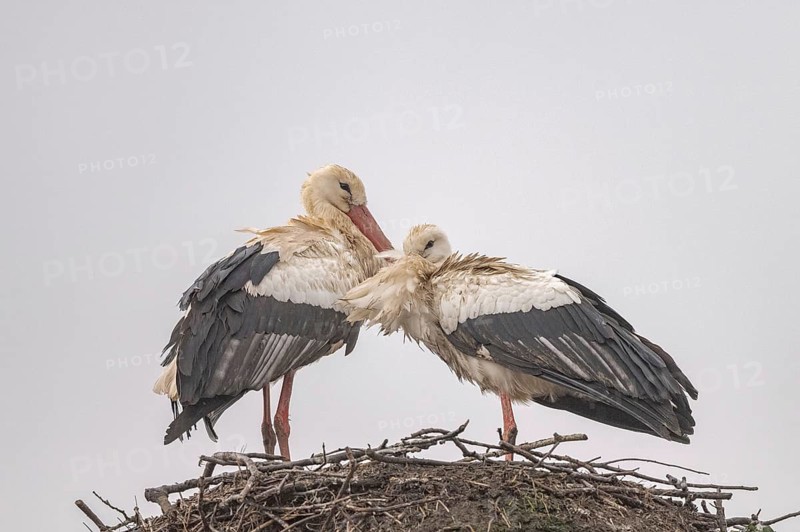 Two white storks (ciconia ciconia) are on a large nest at the top of a tree. They are looking at each other. The sky is cloudy and it looks like it will rain soon. Bas Rhin, Alsace, France