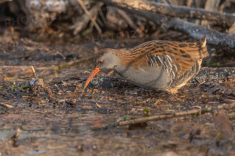 Water rail (Rallus aquaticus) walks along a branch at the edge of the water in the moor. The sun clears the landscape and birds search for food. Bas Rhin, Alsace, France