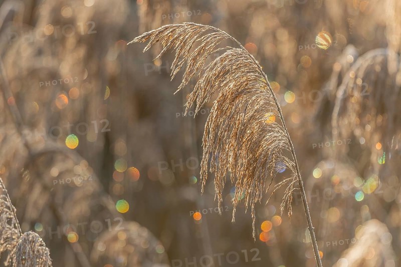 Reed-type plant stands in field. In the morning, the light shimmers on the leaves of the plant. Colors sparkle in the background. Bas Rhin, Alsace, France