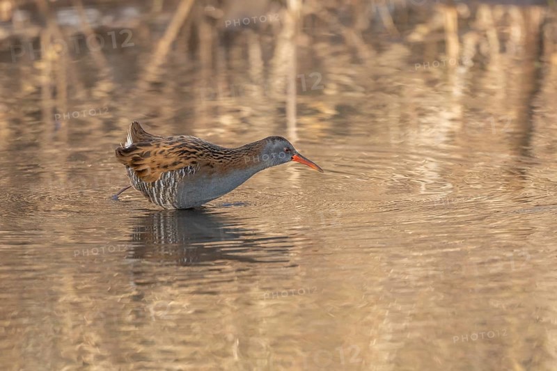 Water rail (Rallus aquaticus) walks along the water's edge in a moor. The sun illuminates the landscape and birds search for food. Bas Rhin, Alsace, France