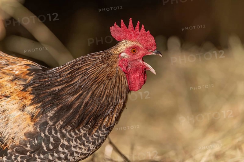 Rooster stands on the farm and crows early in the morning. The sun shimmers slightly and there is straw around. It is time for the animals to wake up. Bas Rhin, Alsace, France