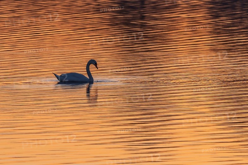 Swan moves slowly across the water surface. The sun is standing and the water shimmers in golden colors. The place is quiet and natural. Bas Rhin, Alsace, France