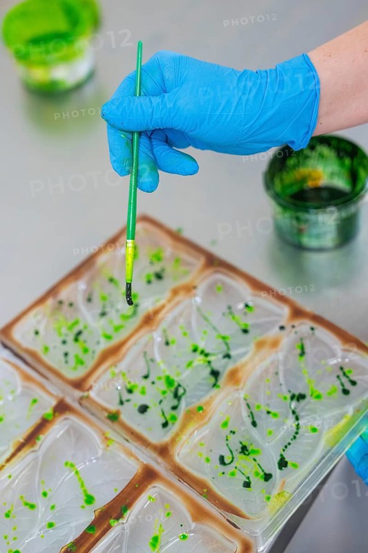 A brush with green paint is held over a chocolate mold by a gloved blue hand, Vegan Chocolate Production, Haselstaller Hof, Gechingen, Germany