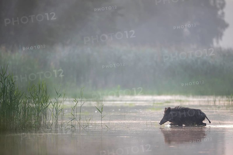 The wild boar (Sus scrofa) heads purposefully for an island in the pond, water, swimming, fog, mystical, Germany