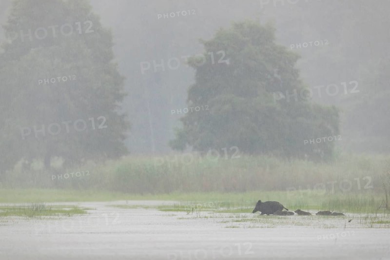 In the pouring rain, a wild boar (Sus scrofa) crosses a pond with its young, water, swimming, fog, mystical, rain, family, Germany