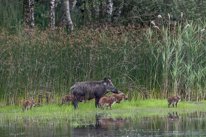 A wild boar (Sus scrofa) appears on the bank of a pond with its still very young offspring, water, family, Germany