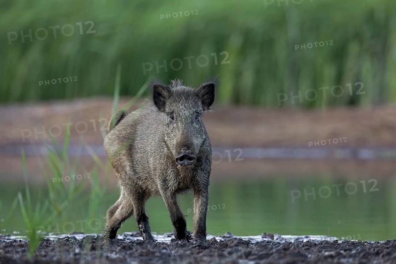 Surprising encounter with a wild boar (Sus scrofa), ready to flee, Germany