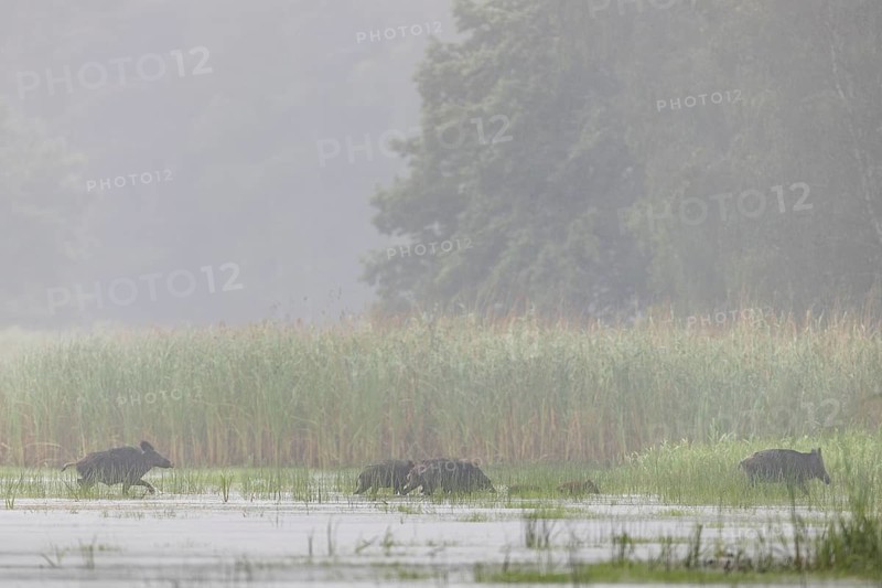 A few metres in front of reaching the reed belt, the leading wild boar creek (Sus scrofa) ensures attention, especially in areas with wolves, a small life insurance for young boars and overrunners, water, fog, mystical, family, Germany
