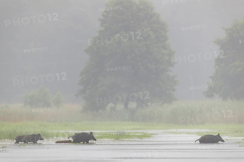 A small herd of wild boars (Sus scrofa) appears in front of the photo hideout and crosses a pond, water, swimming, fog, mystical, family, Germany