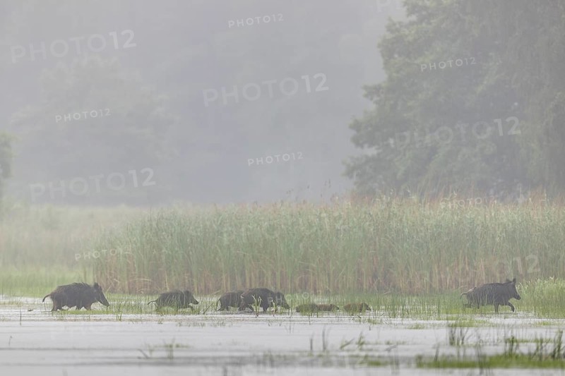 A non-leading wild boar (Sus scrofa) runs ahead, followed by young boars and defectors, at the end of the pack the leading boar follows, water, fog, mystical, family, Germany