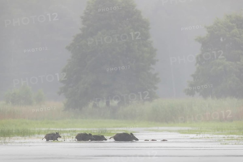 A small herd of wild boars (Sus scrofa) crosses a pond, water, swimming, fog, mystical, family, Germany