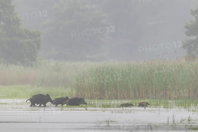 The pack of wild boar (Sus scrofa) has quickly crossed the pond and moves into a nearby reed belt, water, fog, mystical, family, Germany