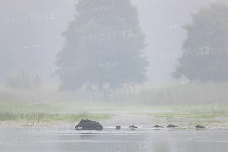 The wild boar (Sus scrofa) has no regard for the depth of the water, the young boar must follow it swimming, water, swimming, fog, mystical, family, Germany