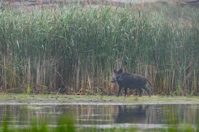 Wild boar (Sus scrofa) in front of a reed belt, water, Germany