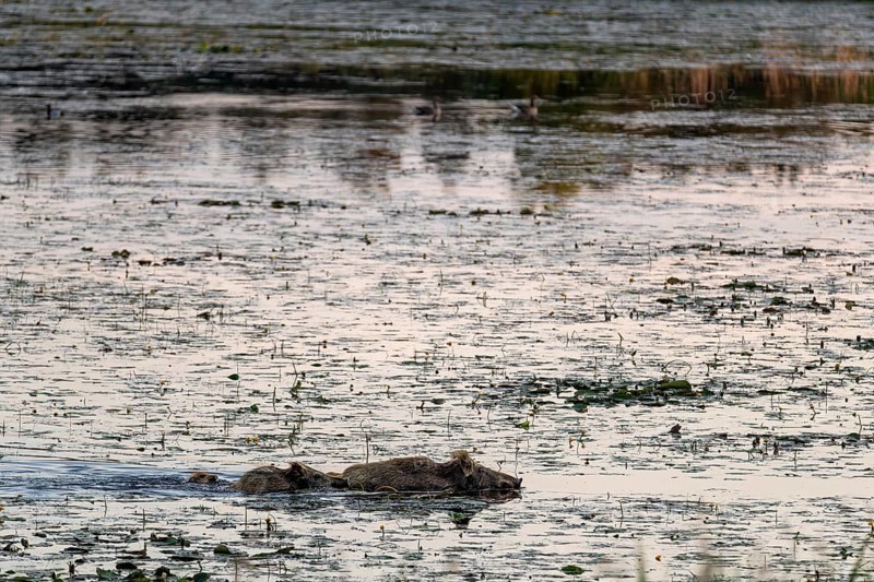 At dusk, wild boars (Sus scrofa) become active, and water does not prevent them from reaching their feeding grounds, water, adaptable, Germany