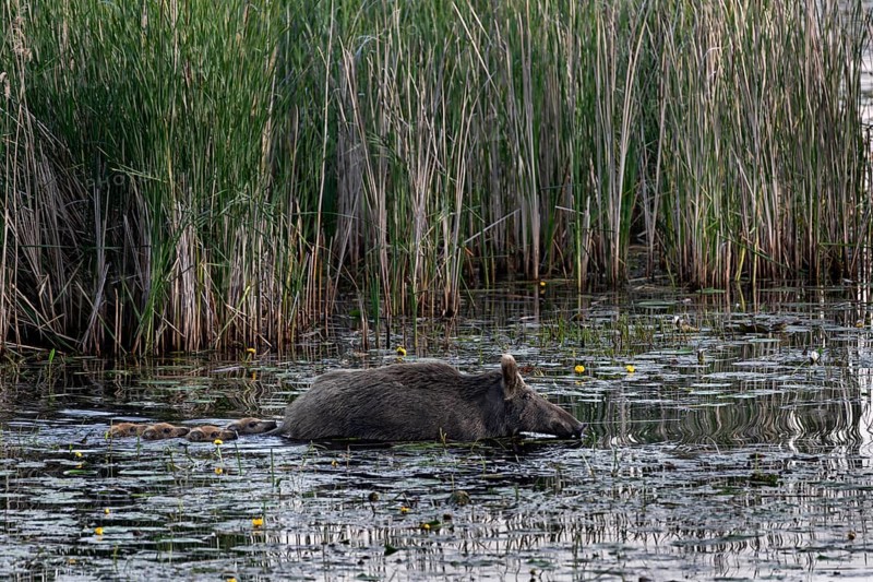 Swimming is not a problem for young animals (Sus scrofa), much more dangerous is the rapid cooling of the small bodies, water, adaptable, Germany